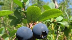 Голубика: польза, сбор ягоды и применение