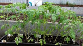 Подкормка томатов во время цветения в теплице: проверенные способы Выращивание томатов в теплице признаки нехватки удобрений