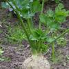 Выращивание сельдерея из семян: подробная инструкция Когда высаживать рассаду сельдерея корневого в грунт